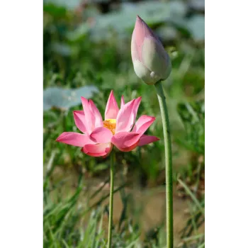 Natural Lotus Plant